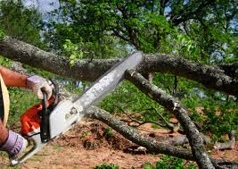 Best Tree Health Inspection  in Homosassa Springs, FL